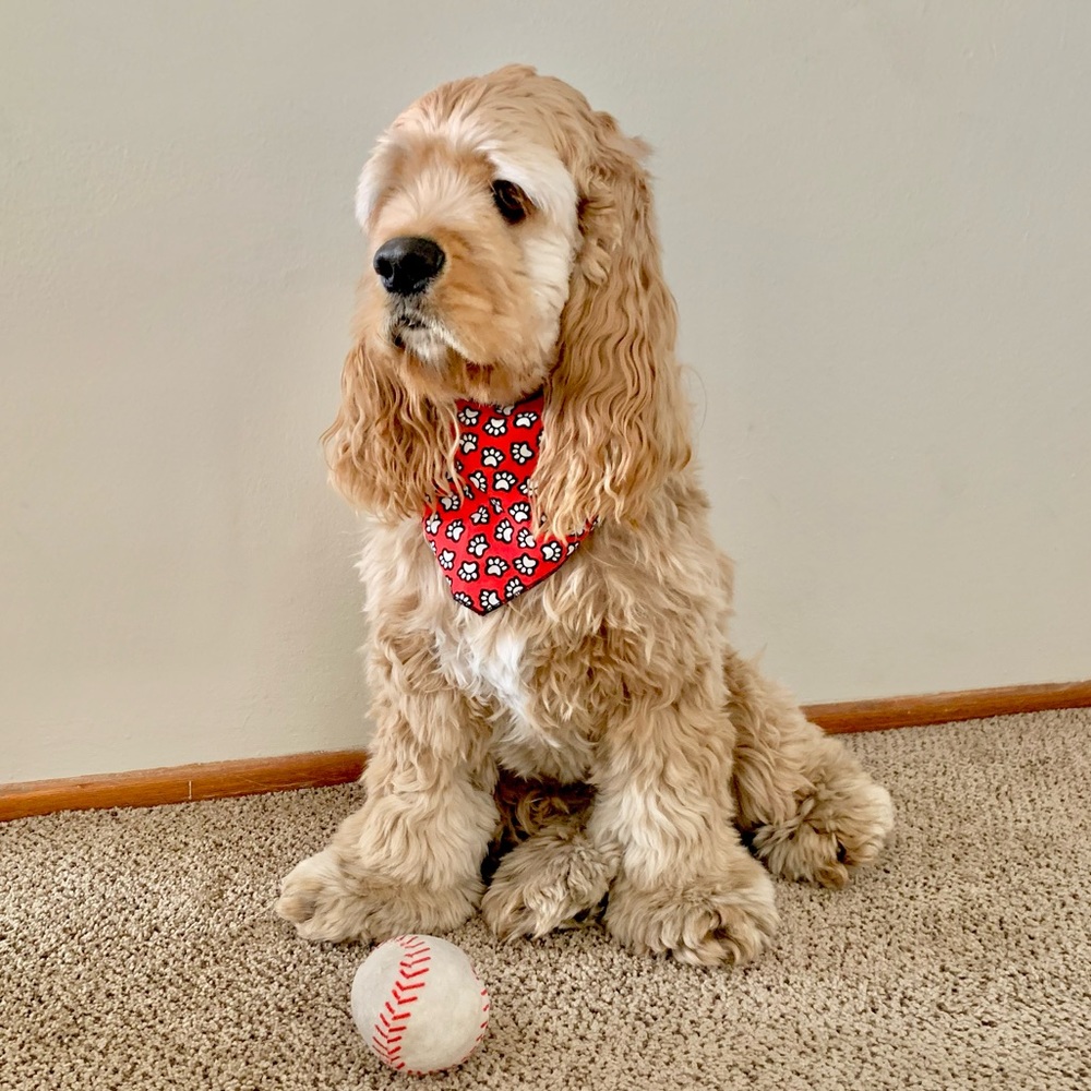 | paw print dog bandana |